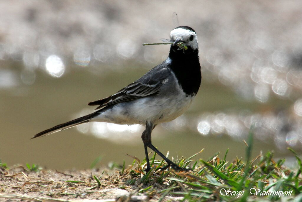 White Wagtailadult, feeding habits