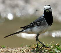 White Wagtail