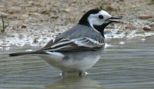 White Wagtail