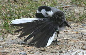 White Wagtail