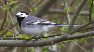 White Wagtail