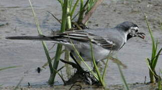 White Wagtail