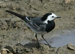 White Wagtail