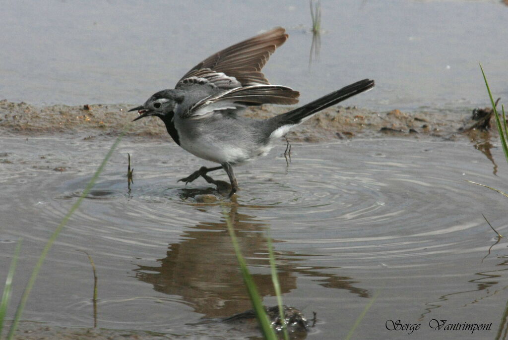 White Wagtailadult, feeding habits