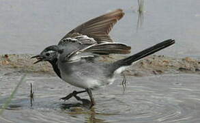 White Wagtail