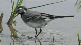 White Wagtail