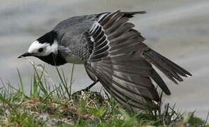 White Wagtail