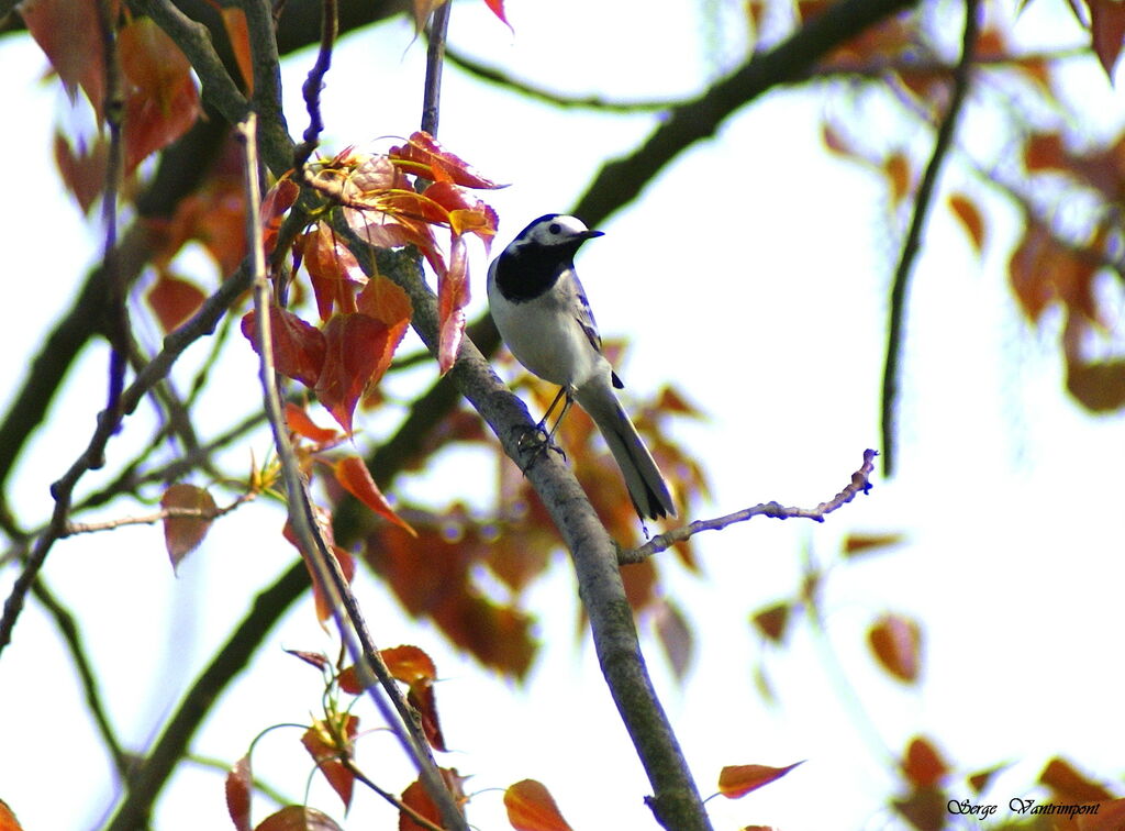 White Wagtail, Behaviour