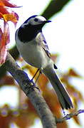 White Wagtail