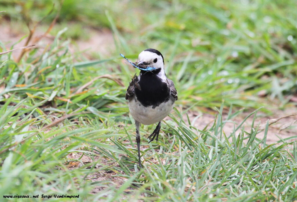 White Wagtailadult, feeding habits