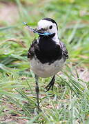 White Wagtail