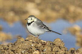 White Wagtail