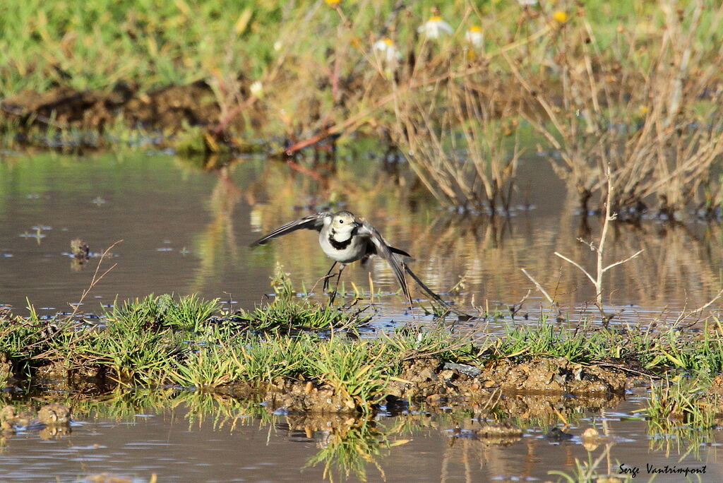 White Wagtail, Flight