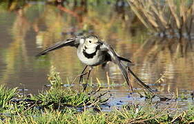 White Wagtail