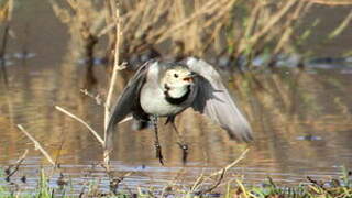 White Wagtail