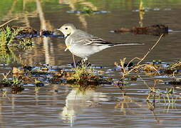 White Wagtail