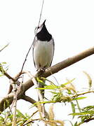 White Wagtail