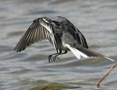 White Wagtail