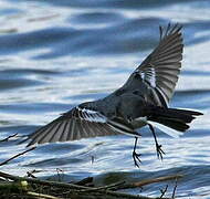 White Wagtail