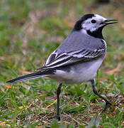 White Wagtail