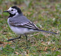 White Wagtail