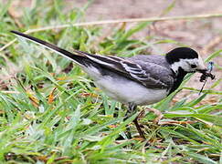 White Wagtail