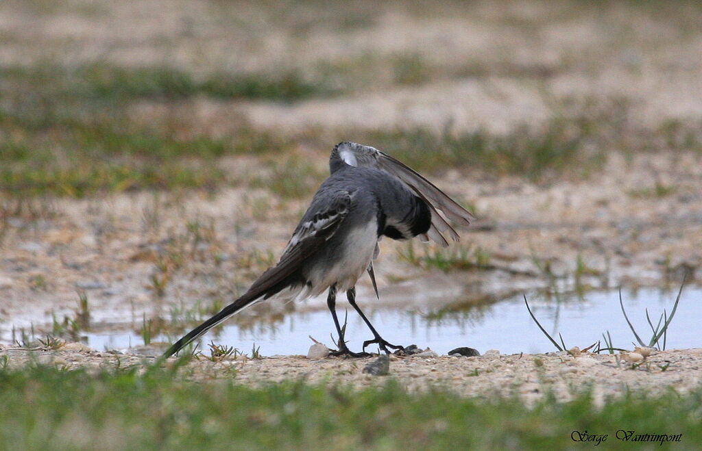 White Wagtail, Behaviour