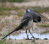 White Wagtail