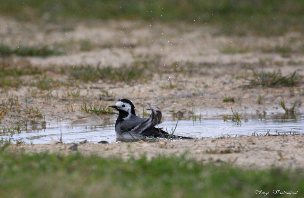 White Wagtail, Behaviour