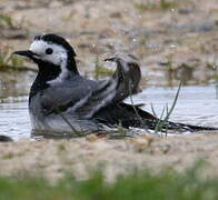 White Wagtail