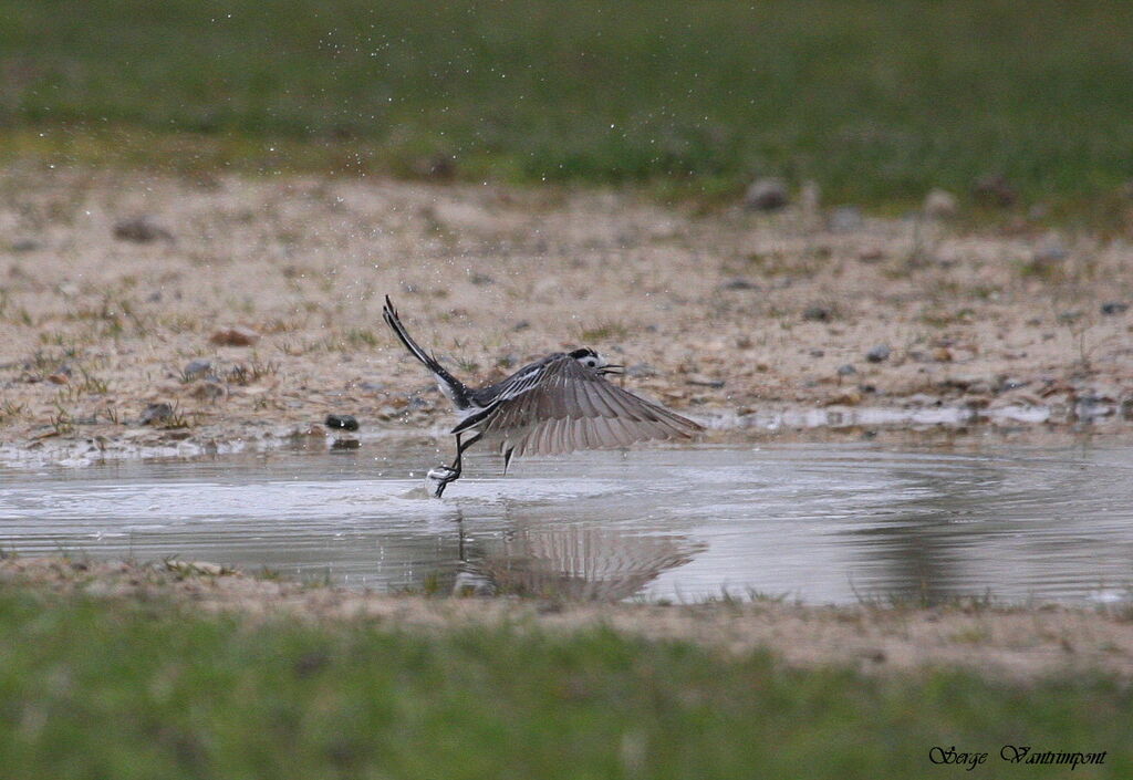 White Wagtail, Flight