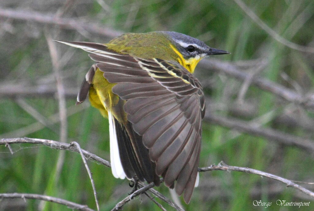 Western Yellow Wagtailadult, Behaviour