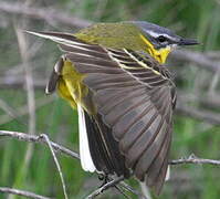 Western Yellow Wagtail