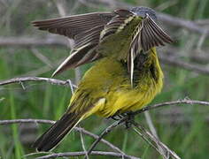 Western Yellow Wagtail