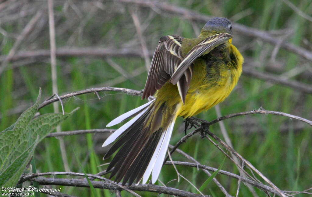 Western Yellow Wagtail male adult, care, aspect, pigmentation, Behaviour