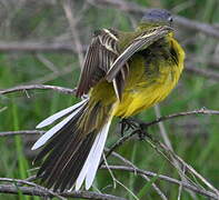 Western Yellow Wagtail