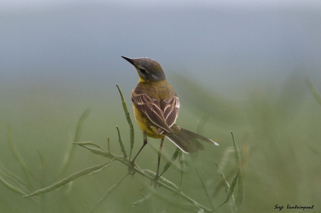 Western Yellow WagtailFirst year, Behaviour