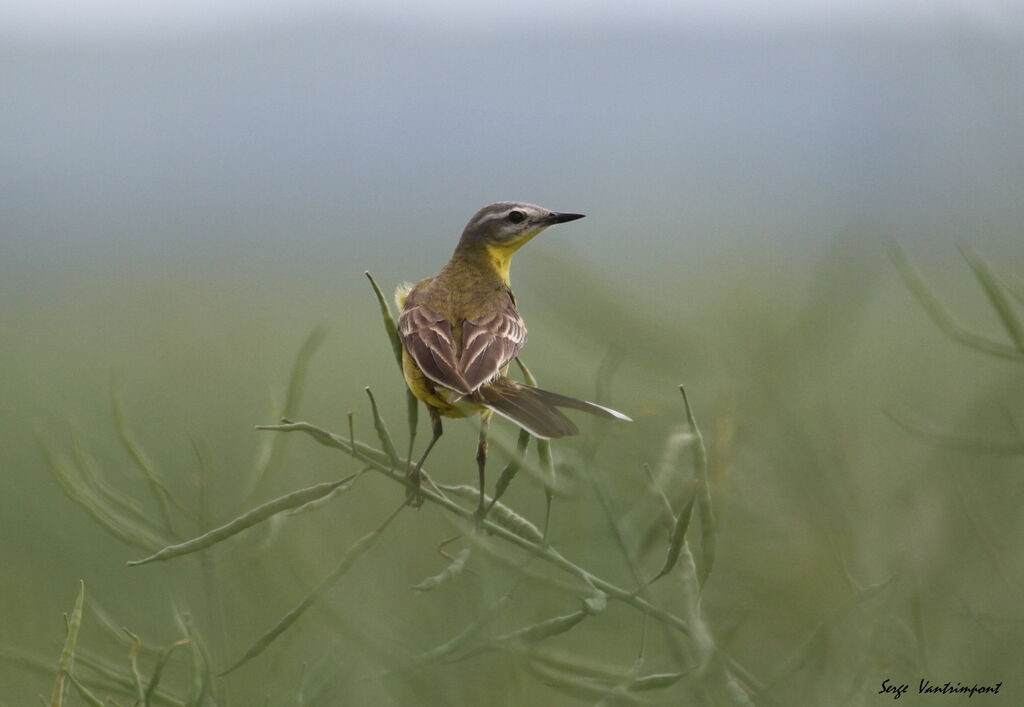 Western Yellow WagtailFirst year, Behaviour