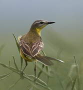 Western Yellow Wagtail