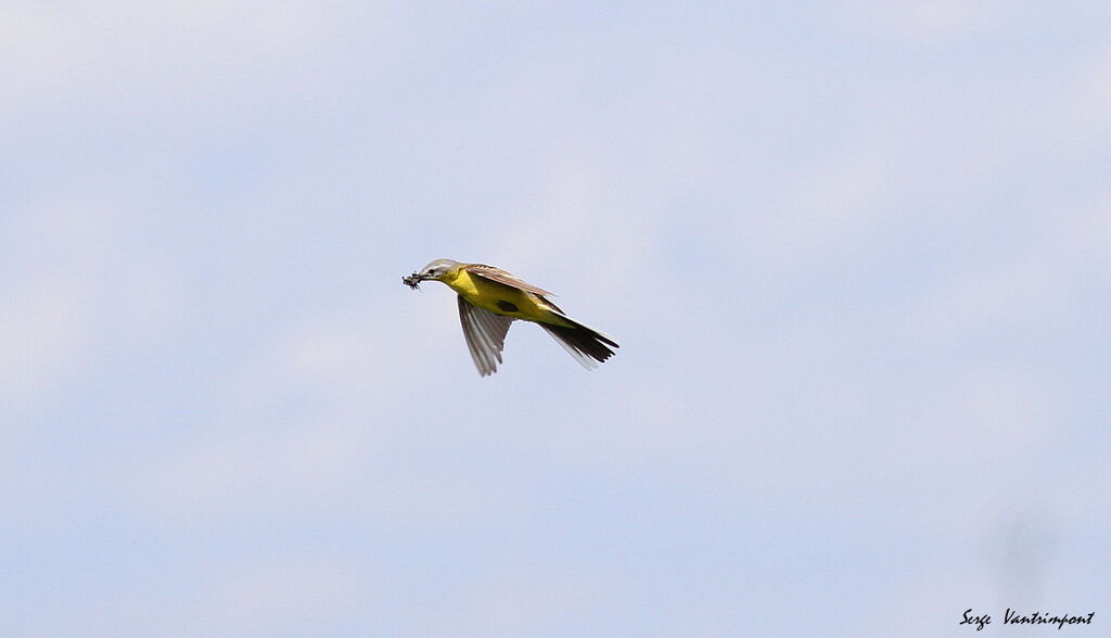 Western Yellow Wagtailadult, Flight, feeding habits