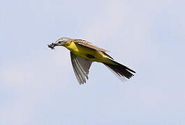 Western Yellow Wagtail