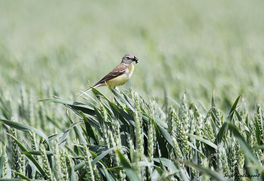 Western Yellow Wagtailadult, feeding habits