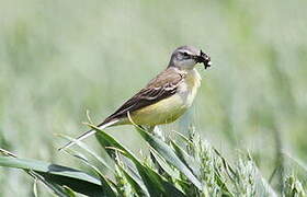 Western Yellow Wagtail