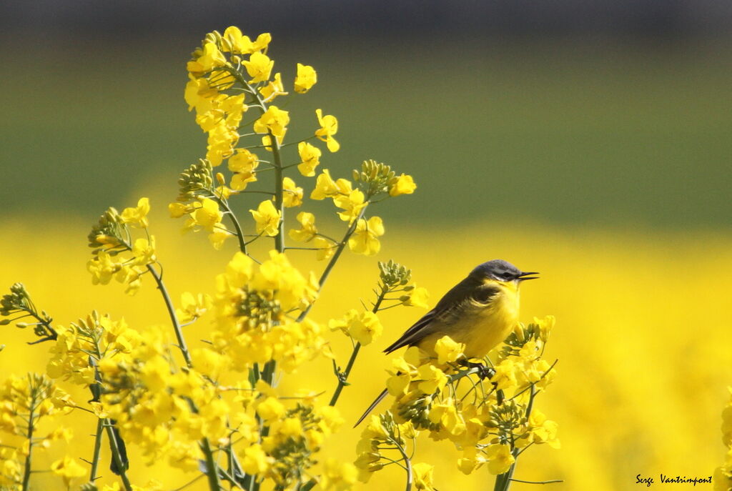 Western Yellow Wagtailadult, identification