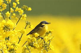 Western Yellow Wagtail