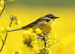 Western Yellow Wagtail