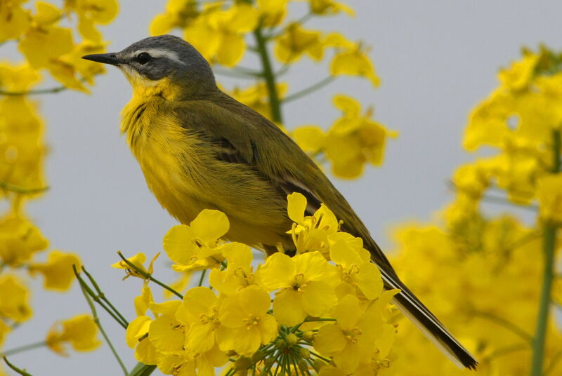 Western Yellow Wagtail, Behaviour