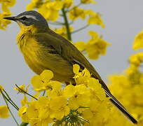 Western Yellow Wagtail