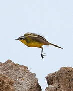 Western Yellow Wagtail