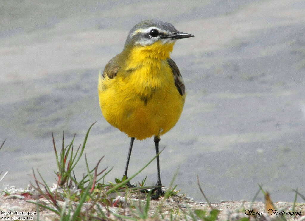 Western Yellow Wagtail male adult, close-up portrait, Behaviour